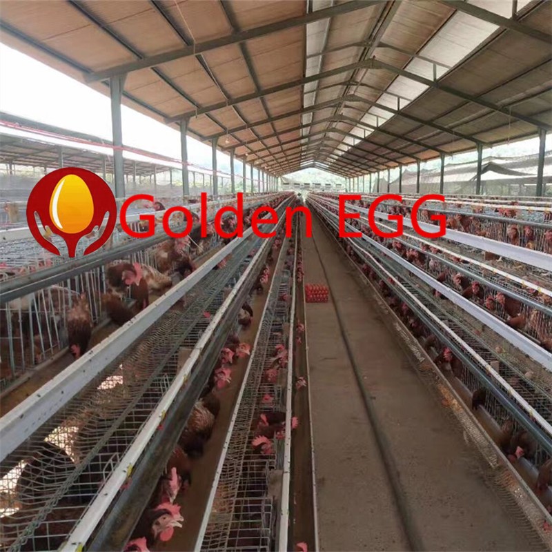 Poultry Farm In Burma